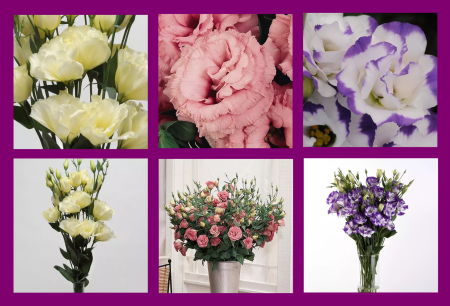 Эустома ЭйБиСи F1 PanAmerican Seed, Набор_1 (3 уп-ки) , ПСК фото в интернет-магазине "Сортовые семена"